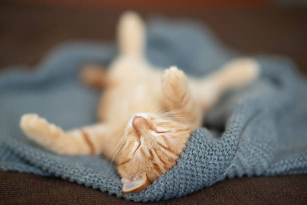 istock Cute red kitten with classic marble pattern sleeps on the back on sofa. Adorable little pet. Cute child animal 1311069505