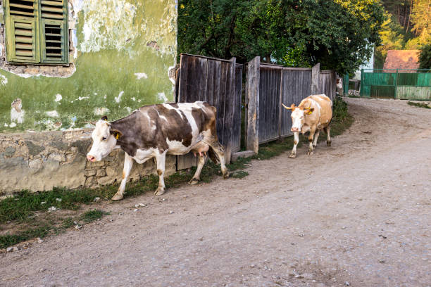 istock Cows coming home in rural Transylvania 1311069556