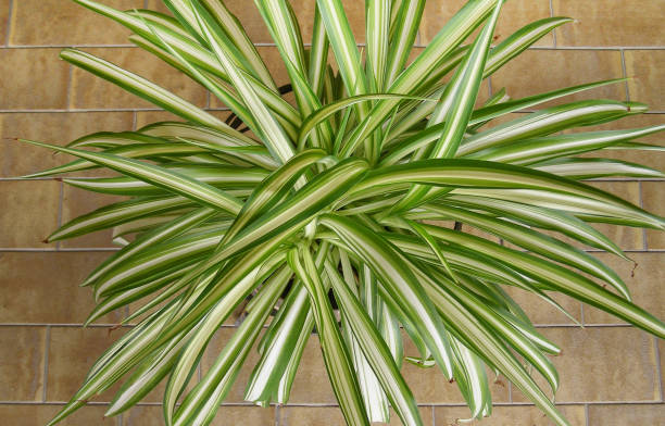 green chlorophytum comosum spider plant chlorophytum comosum aka spider plant, airplane plant, St Bernard lily, spider ivy or ribbon plant spider plant photos stock pictures, royalty-free photos & images