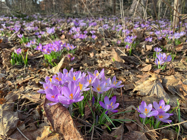 istock Purple crocus blossom in springtime. group of flowers. 1311070368
