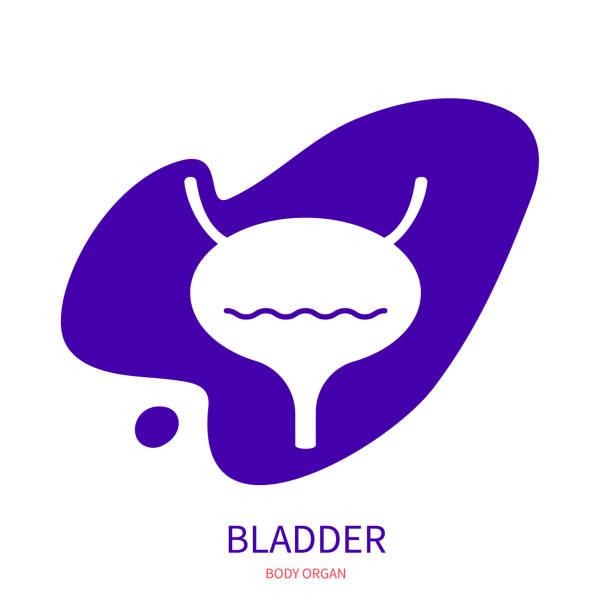 Human bladder body organ silhouette pictogram icon Bladder urinary system body organ silhouette icon on abstract geometric splash. Human anatomy medical symbol. Vector illustration. bladder cancer stock illustrations