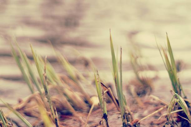istock Reeds at the waterside 1311072772