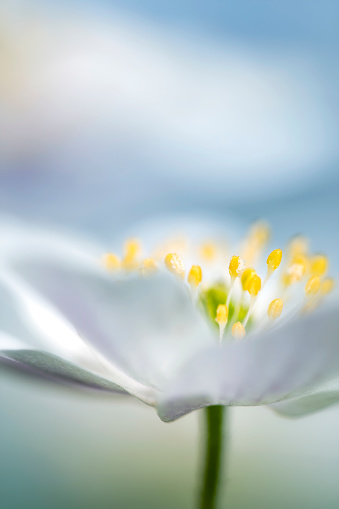 A pair of wood anemones entangled in an ambrace. White pink wild flower macro in soft focus. Flower close up with two wildflowers.