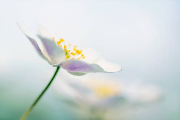 istock wood anemones in the forest 1311074717