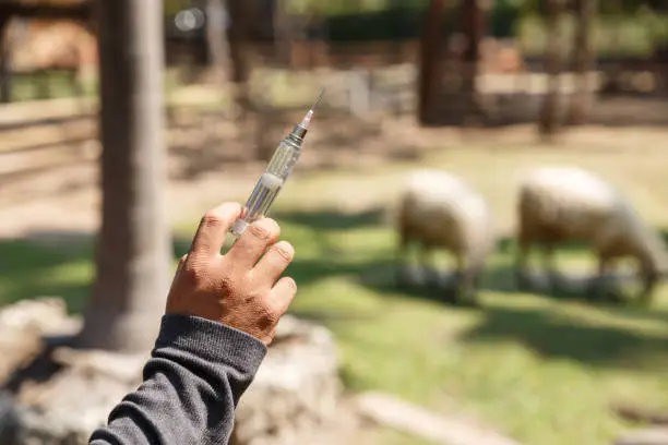 Photo of The vet holding syringe for give vaccine to a sheep in his farm, agriculture and livestock concept.