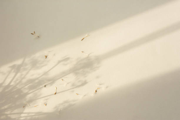 Shadow natural background of dandelion flowers on beige paper stock photo
