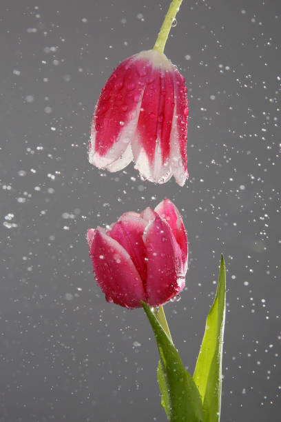 istock Red tulips with green stems and leaves 1311075139