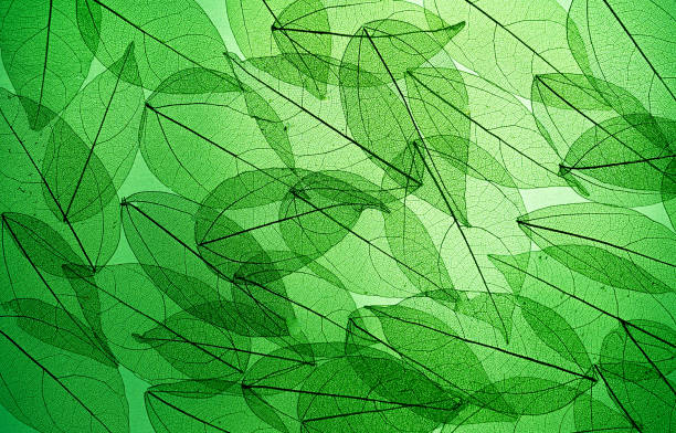 istock Skeletonized leaves in the light. Leaf silhouette. Deciduous background. Nature. Dried background 1311075241