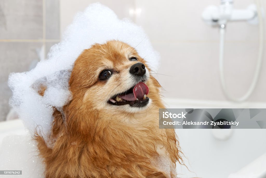 The happy face of a red dog with foam on its head Happy face of a red dog in the bathroom with foam on his head. The hair of a German Spitz dog is washed in the shower Dog Stock Photo