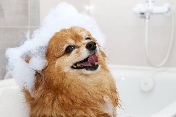 The happy face of a red dog with foam on its head Happy face of a red dog in the bathroom with foam on his head. The hair of a German Spitz dog is washed in the shower bath stock pictures, royalty-free photos & images