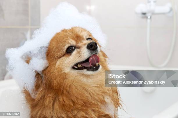 The Happy Face Of A Red Dog With Foam On Its Head Stock Photo - Download Image Now - Dog, Bathtub, Bathroom