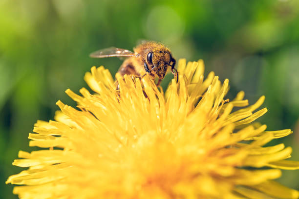 Bee collecting nectar on a Dandelion