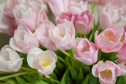 Floral design concept. Floral background for greeting cards. Delicate and bright tulips in a large bouquet. High quality photo