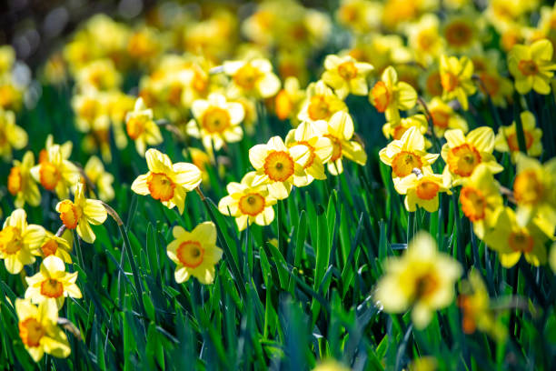 istock Narcissus in full bloom in the afternoon park 1311077920