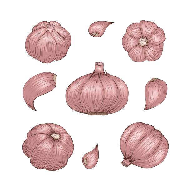 A set of teeth and heads of garlic. A set of teeth and heads of garlic. Color image in sketch style. Close-up. S elements for design. Vector illustration. garlic bulb stock illustrations