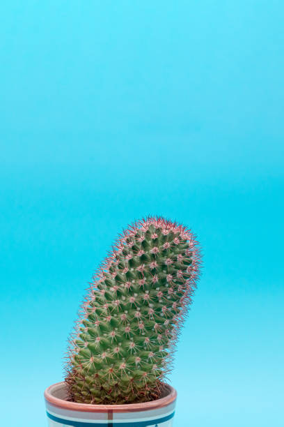 istock One small green cactus on a blue background, close up 1311079079