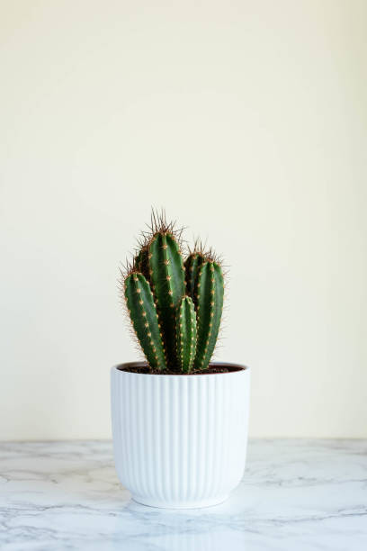 黄色の背景に対する白い鍋にシャープサボテン - cactus spine ストックフォトと画像