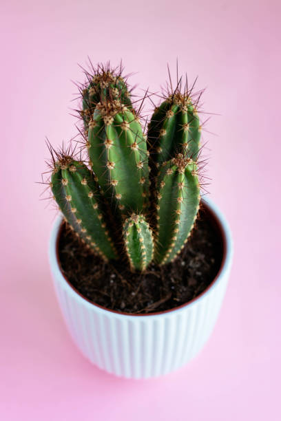 istock Cactus in a white pot on a pink background 1311079149