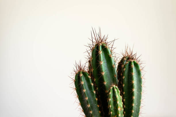 cactus afilados sobre fondo amarillo - cactus spine fotografías e imágenes de stock