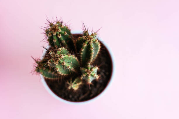 istock Fluffy Cactus In A Pot, Against Pink Background 1311079159