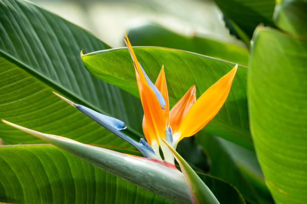 istock bird of paradise plant 1311079330