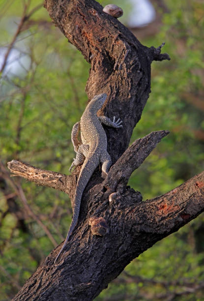 istock Nile Monitor 1311080943