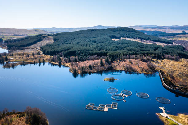 istock High angle view of a fish farm on a Scottish loch 1311082423