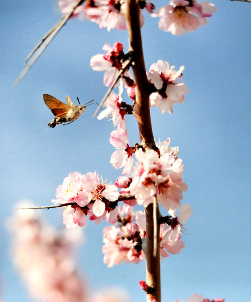 istock A Hummingbird Moth collecting pollen from a flower. 1311082680