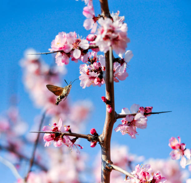 istock A Hummingbird Moth collecting pollen from a pink flower. 1311082684