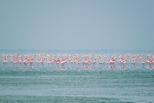 Pink flamingo birds walking in the Sambhar Salt Lake in Rajasthan. India