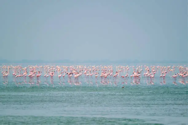 Photo of Pink flamingo birds at Sambhar Salt Lake in Rajasthan. India