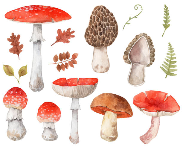 Set of hand painted mushrooms. Watercolor botanical illustrations watercolor mushrooms fiddle head stock illustrations