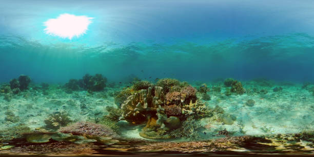 istock Coral reef and tropical fish. Philippines. Virtual Reality 360 1311086539