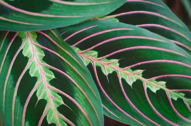 istock Colorful leaves nature background 1311086775