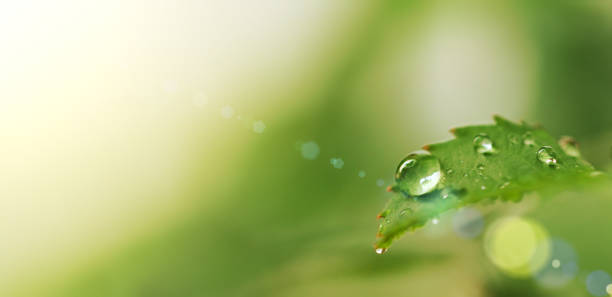 istock drop of dew on a green sheet solar glare 1311086942