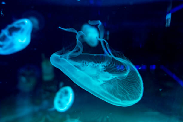 istock Moon jellyfish Aurelia aurita on blue background 1311086964