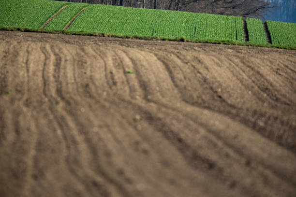 Agricultural landscape, arable crop field. Arable land is the land under temporary agricultural