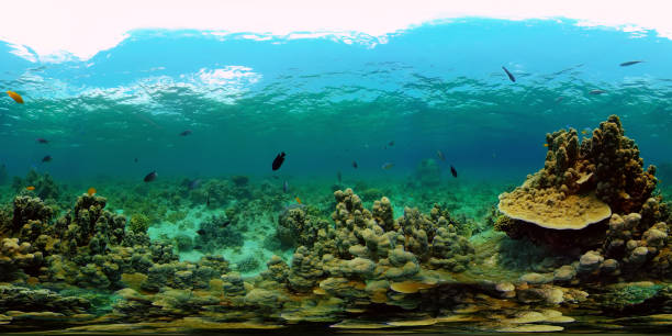 istock Coral reef and tropical fish. Philippines. 360-Degree view 1311087453