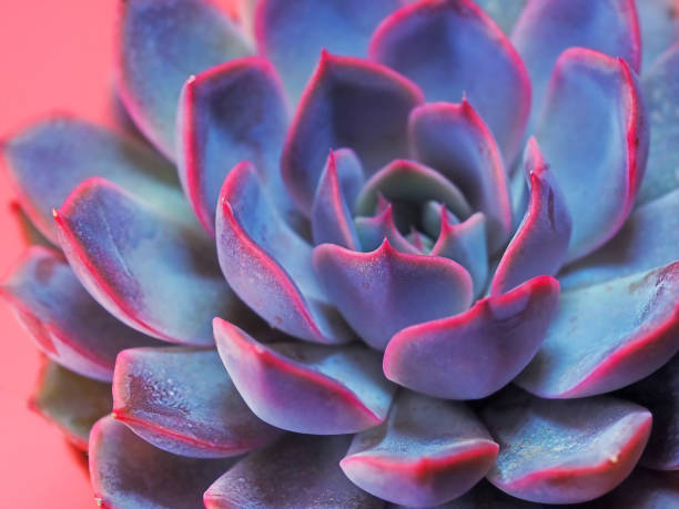 istock purple pink succulent echeveria close-up 1311088180