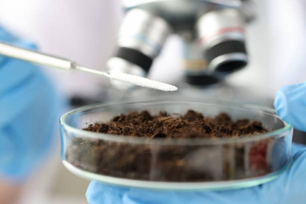 istock Chemist adding white powder to soil in laboratory 1311088226