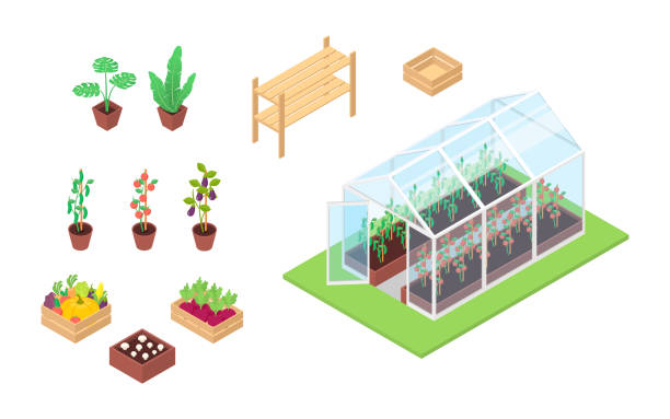 ilustrações de stock, clip art, desenhos animados e ícones de set of vegetables, plants, seedlings and greenhouse on a white background. - greenhouse industry tomato agriculture