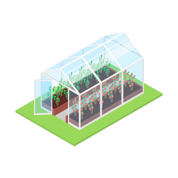 illustrations, cliparts, dessins animés et icônes de serre chaude d’isolement sur un fond blanc. - greenhouse industry tomato agriculture