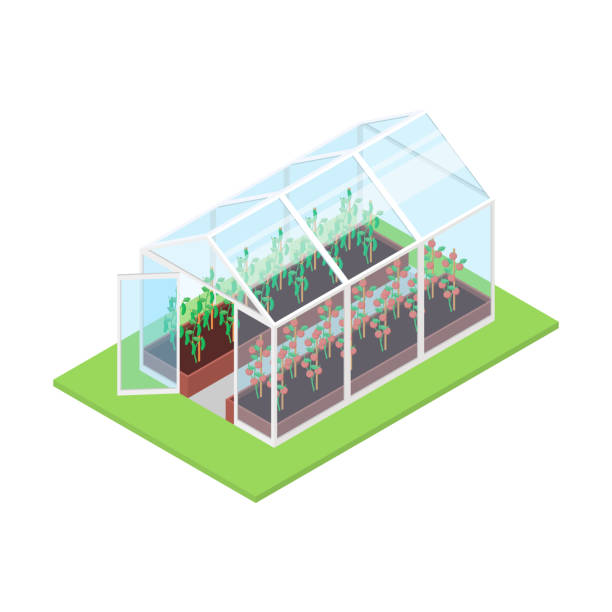 изолированная теплица на белом фоне. - greenhouse industry tomato agriculture stock illustrations