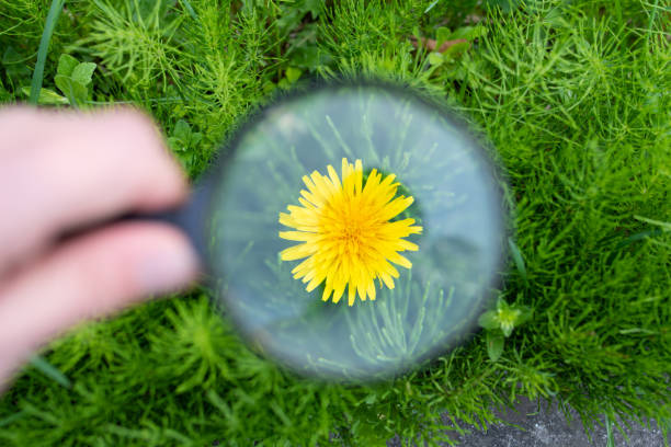 istock View dandelions with a magnifying glass 1311088394