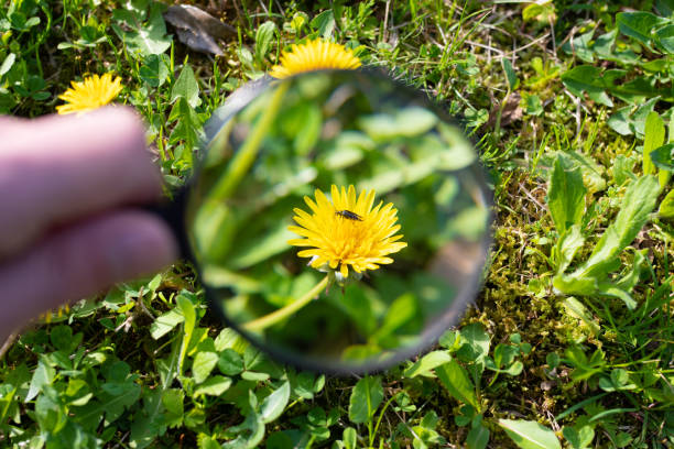 istock Enlarge dandelions and insects with a magnifying glass 1311088415