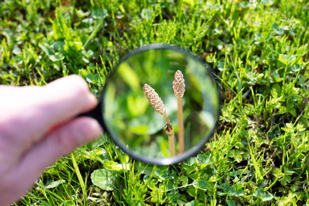 istock Enlarge the horsetail with a magnifying glass 1311088444