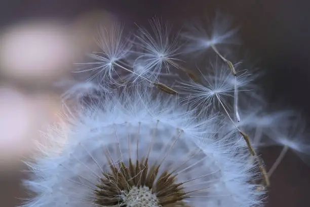 dry dandelion flower close-up with white flying parachutes on a blurr background, vertical image with soft focus and place for text