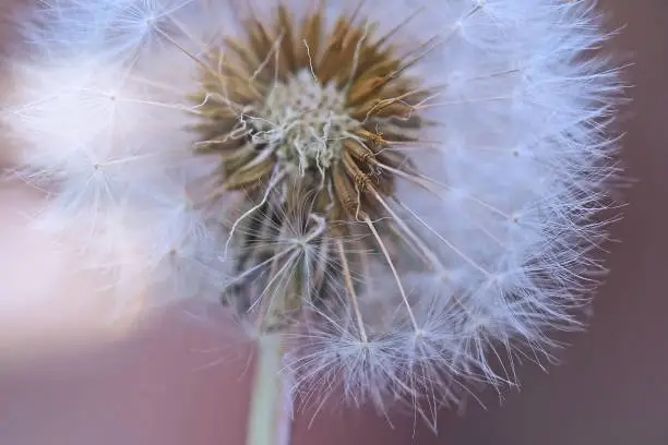 dry dandelion flower close-up with white flying parachutes on a blurr background, vertical image with soft focus and place for text