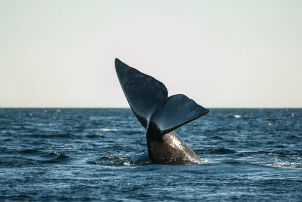 istock Orca, patagonia, Argentina 1311088600