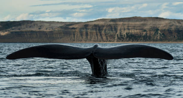 istock Orca, patagonia, Argentina 1311088602
